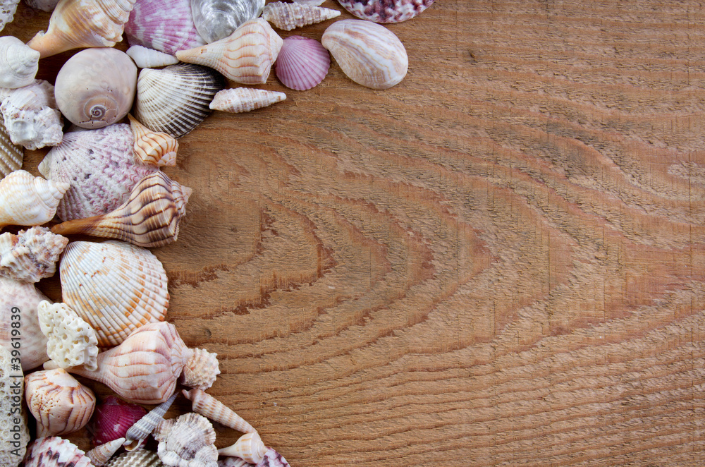 sea shells on a wooden background