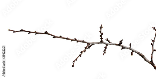 Φωτογραφία beautiful apricot blossom  isolated on white