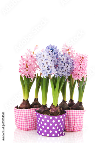 Pink and blue Hyacinths