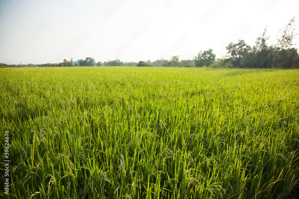 Rice and rice fields. Rice and rice fields.