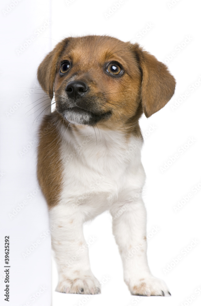 jack russel terrier puppy peeking around white board