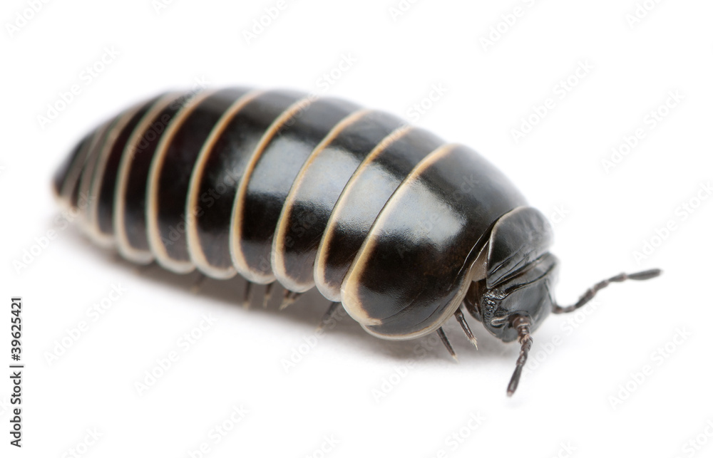 Glomeris marginata. Is a common European species of pill millipe Glomeris marginata. Is a common European species of pill millipe
