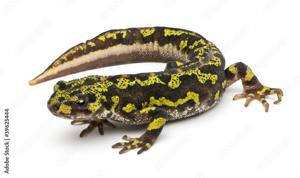 Obraz premium Marbled Newt - Triturus marmoratus