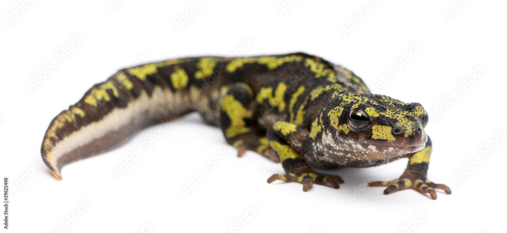Obraz premium Marbled Newt - Triturus marmoratus