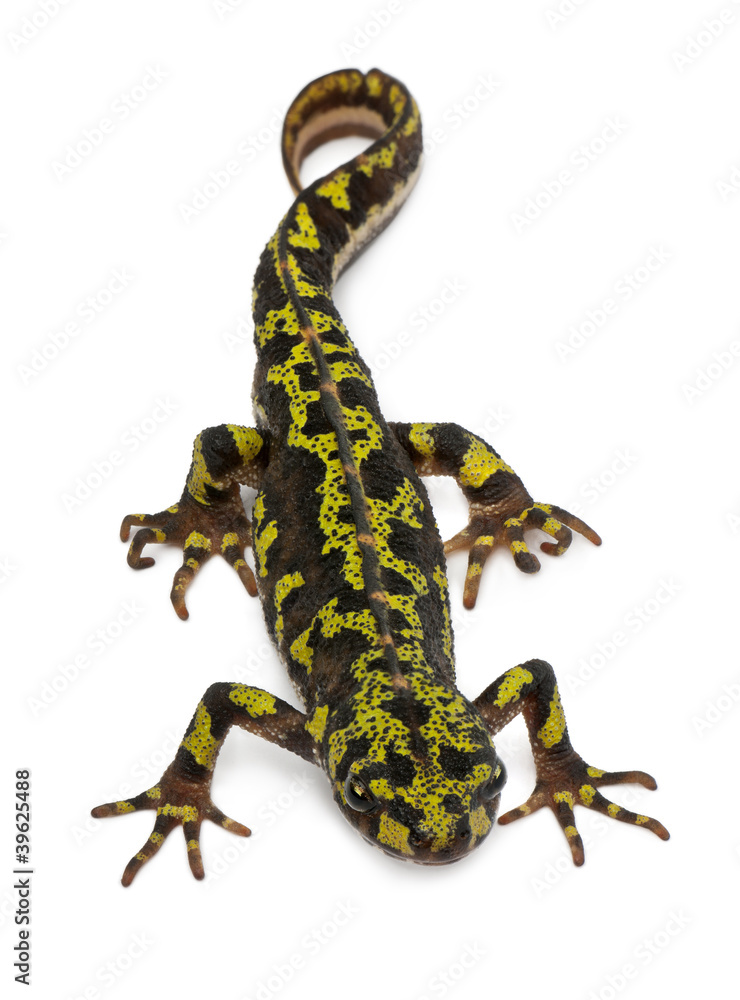 Naklejka premium Marbled Newt - Triturus marmoratus