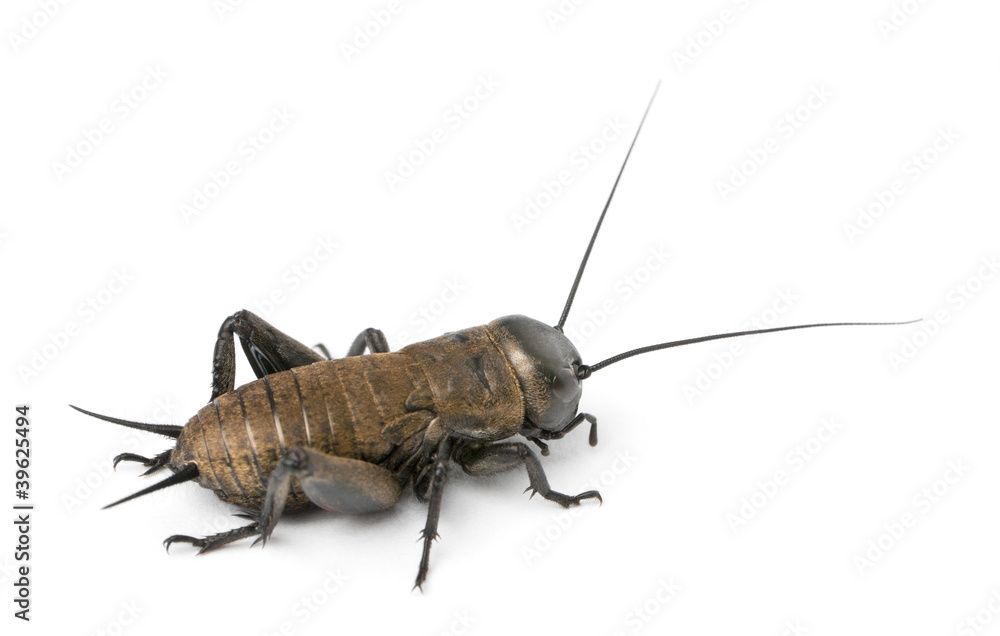 Mediterranean field cricket - Gryllus bimaculatus Mediterranean field cricket - Gryllus bimaculatus