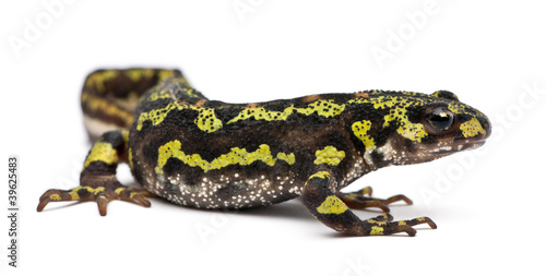 Marbled Newt - Triturus marmoratus