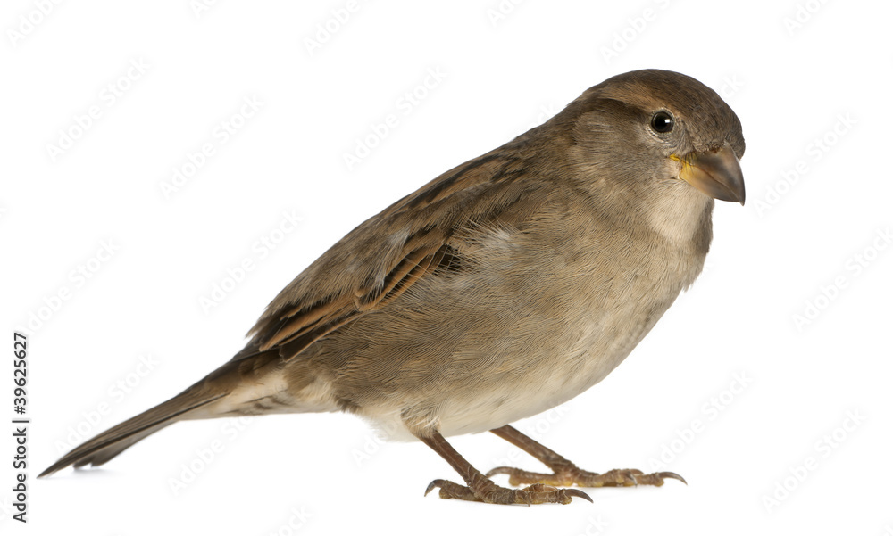 female House Sparrow - Passer domesticus (5 months old) female House Sparrow - Passer domesticus (5 months old)