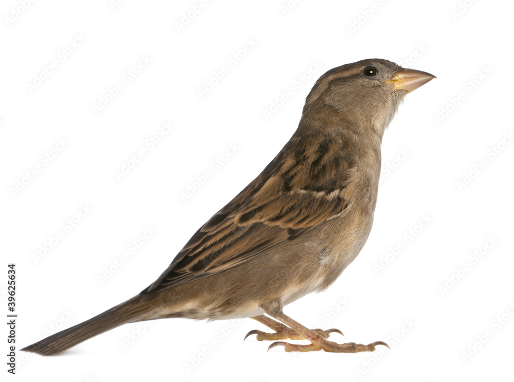 Fototapeta premium female House Sparrow - Passer domesticus (5 months old)