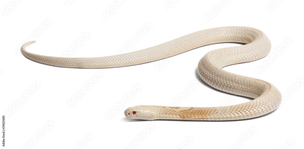 Albinos monocled cobra - Naja kaouthia (poisonous) Albinos monocled cobra - Naja kaouthia (poisonous)