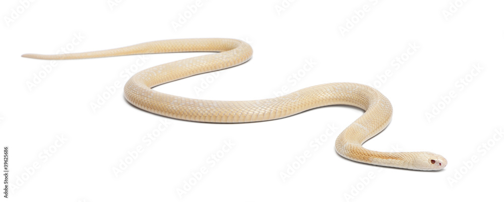 Fototapeta premium Albinos monocled cobra - Naja kaouthia (poisonous)