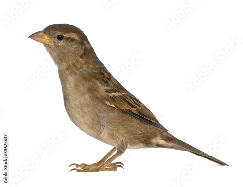 female House Sparrow - Passer domesticus (5 months old)