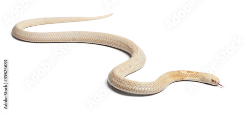 Albinos monocled cobra  - Naja kaouthia (poisonous)
