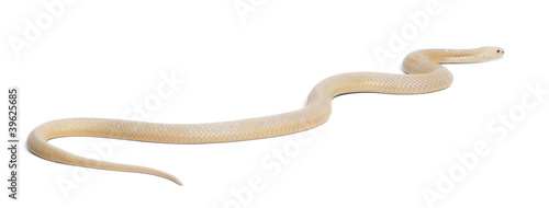 Albinos monocled cobra - Naja kaouthia (poisonous)