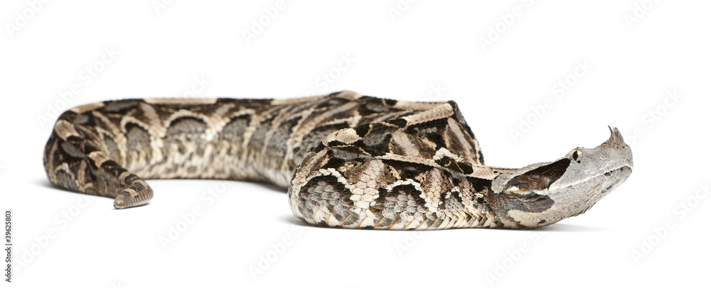 Obraz premium Gaboon viper - Bitis gabonica, poisonous