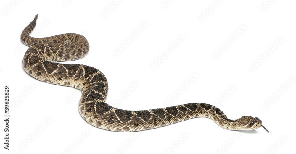 Obraz premium eastern diamondback rattlesnake - Crotalus adamanteus