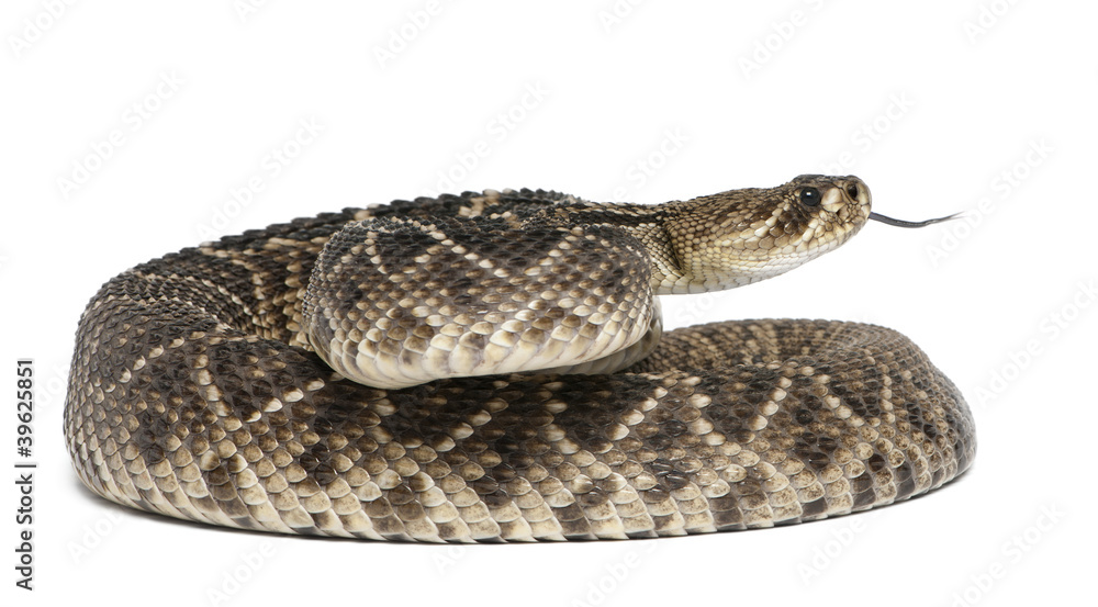 Fototapeta premium eastern diamondback rattlesnake - Crotalus adamanteus
