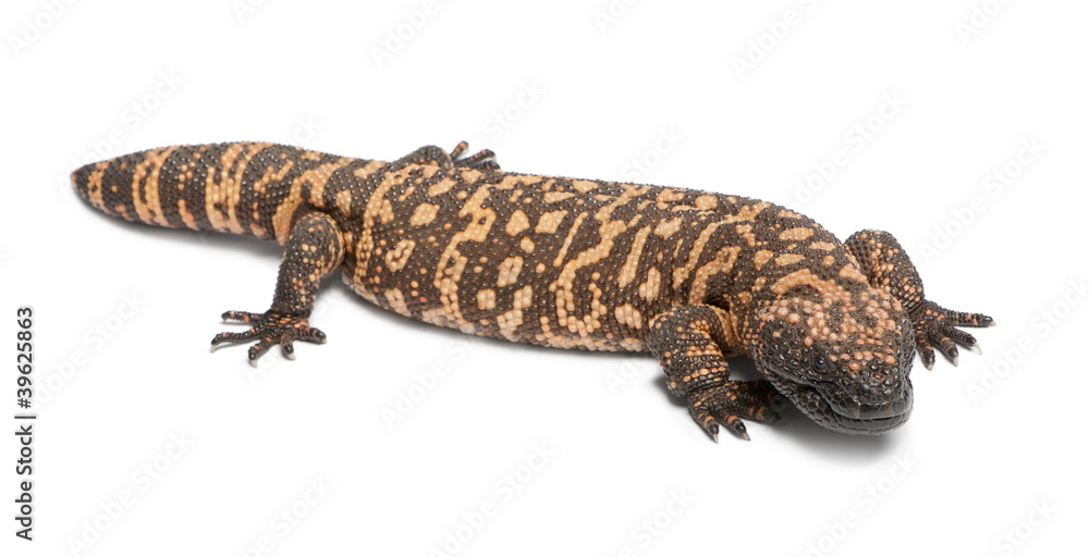 Fototapeta premium Gila monster - Heloderma suspectum, poisonous