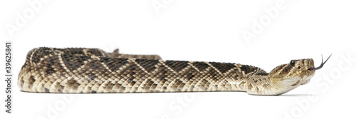 eastern diamondback rattlesnake - Crotalus adamanteus