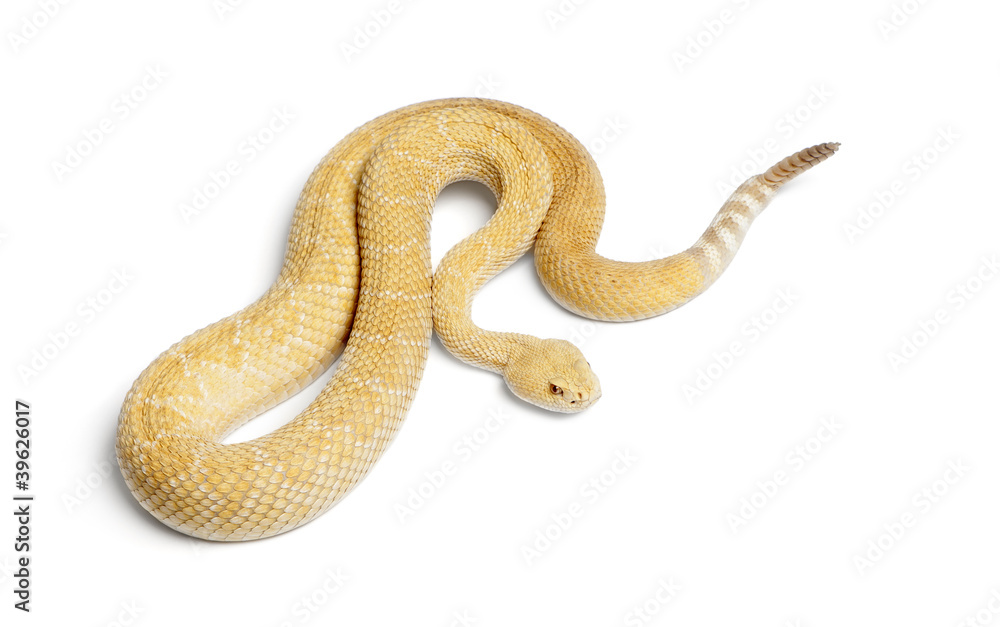 Obraz premium albinos western diamondback rattlesnake - Crotalus atrox