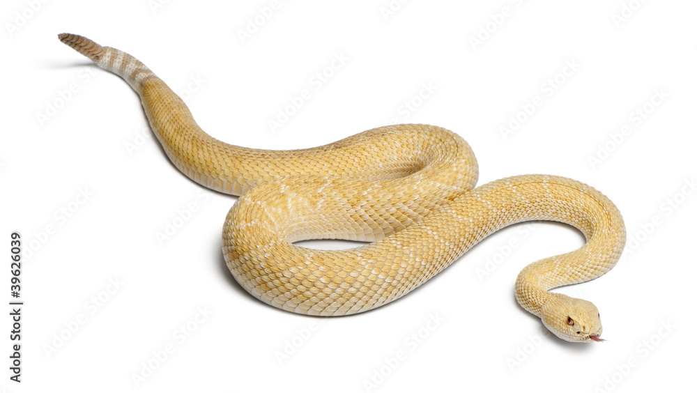 Fototapeta premium albinos western diamondback rattlesnake - Crotalus atrox
