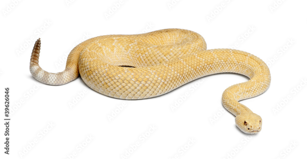 Fototapeta premium albinos western diamondback rattlesnake - Crotalus atrox