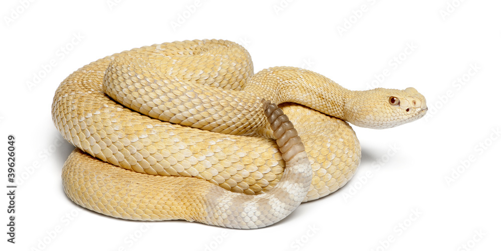 Fototapeta premium albinos western diamondback rattlesnake - Crotalus atrox