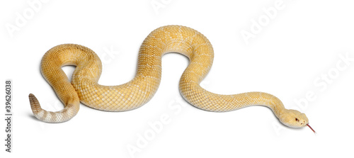 albinos western diamondback rattlesnake - Crotalus atrox
