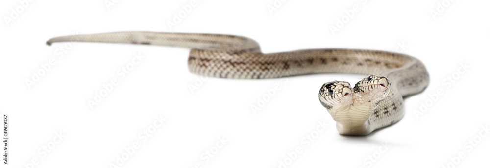 Fototapeta premium two headed eastern kingsnake - Lampropeltis getula californiae