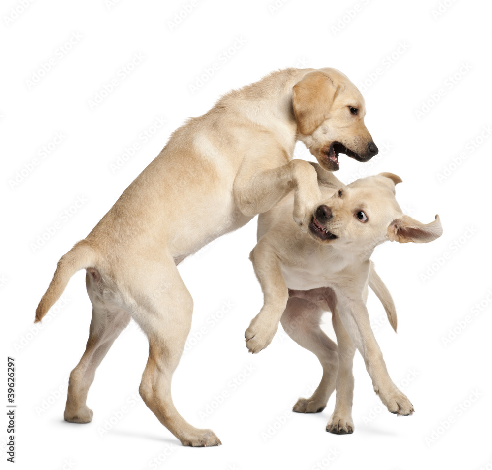 Young Labrador Retriever, 4 months old Young Labrador Retriever, 4 months old