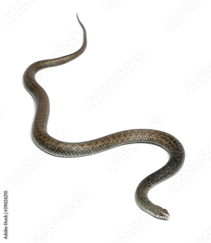Montpellier snake - Malpolon monspessulanus