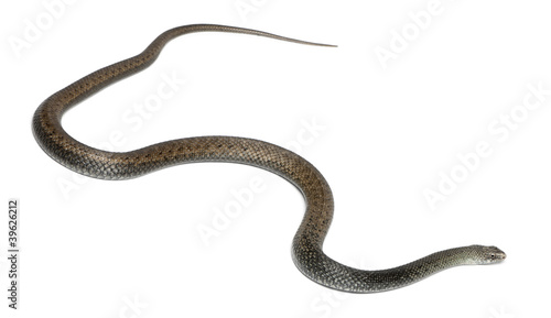 Montpellier snake - Malpolon monspessulanus photo