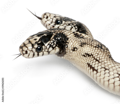 two headed eastern kingsnake - Lampropeltis getula californiae photo