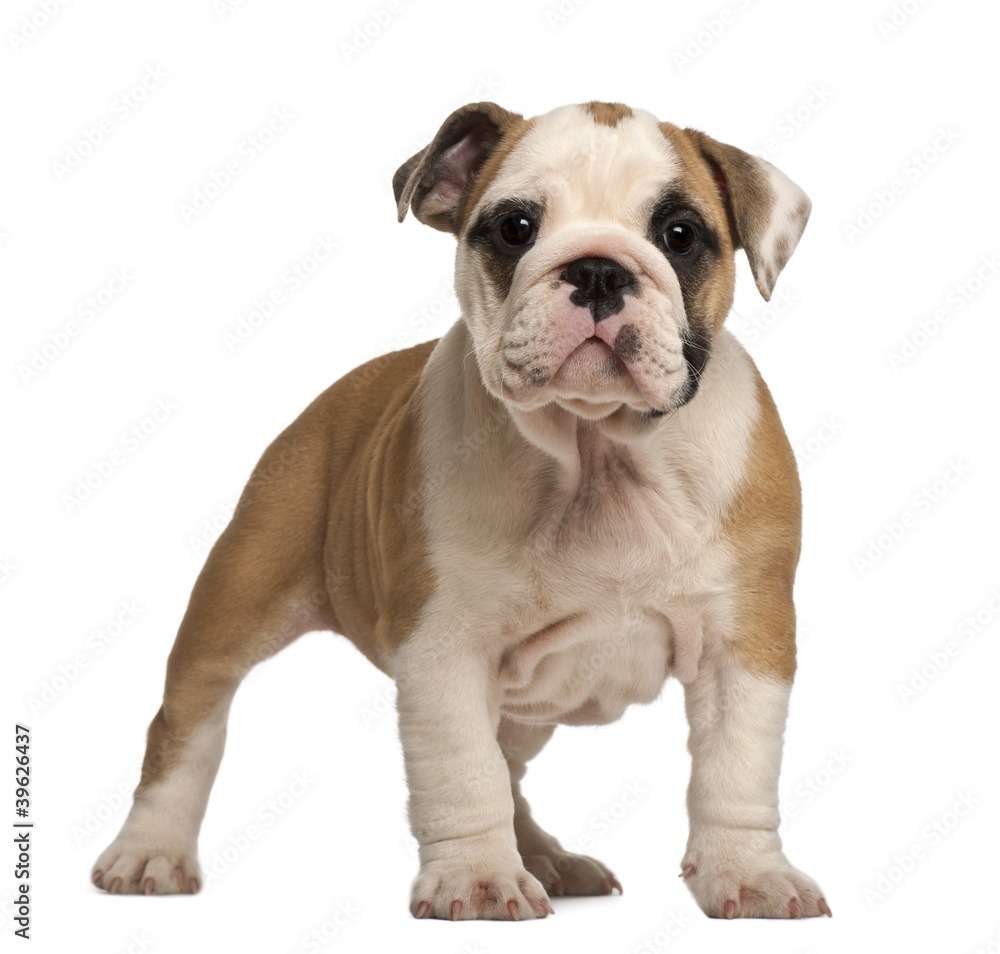 English Bulldog puppy, standing, 2 months old