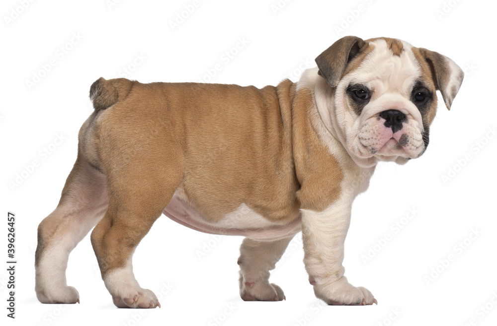 Obraz premium side view, English Bulldog puppy, standing, 2 months old