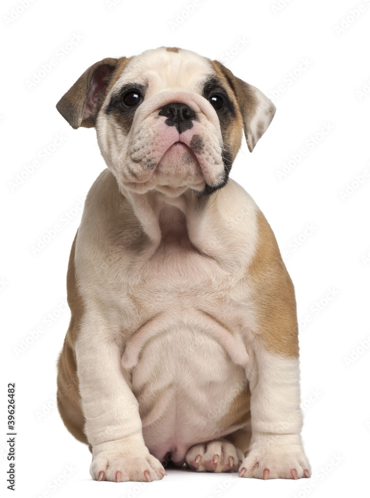 English Bulldog puppy Sitting, 2 months old