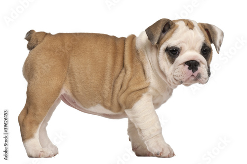 side view, English Bulldog puppy, standing, 2 months old