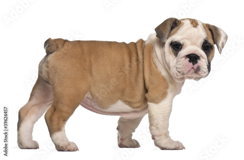 side view, English Bulldog puppy, standing, 2 months old