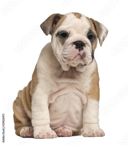 English Bulldog puppy Sitting  2 months old