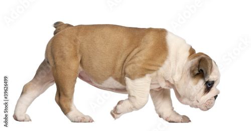 English Bulldog puppy walking, 2 months old photo