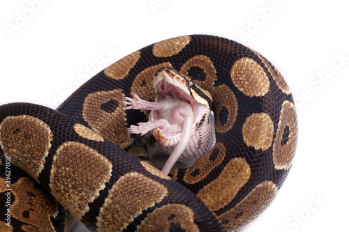 Schlange frisst eine Maus