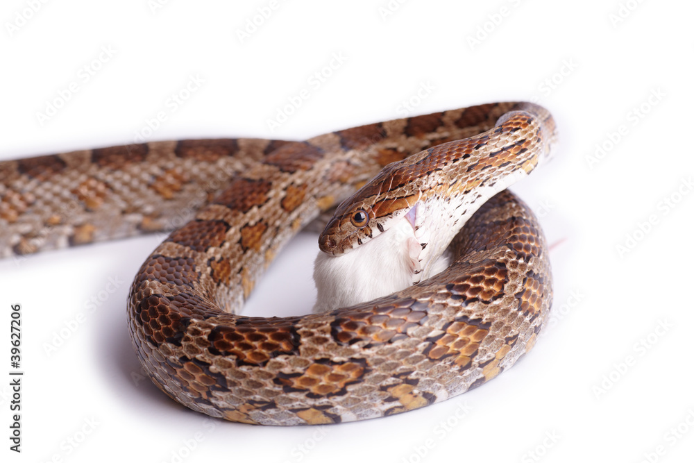 Naklejka premium Schlange frisst eine Maus