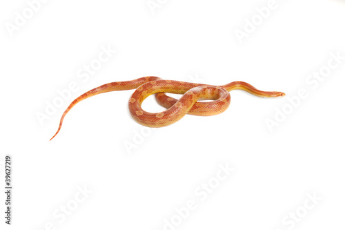 Schlange Snake Boa Natter with white background