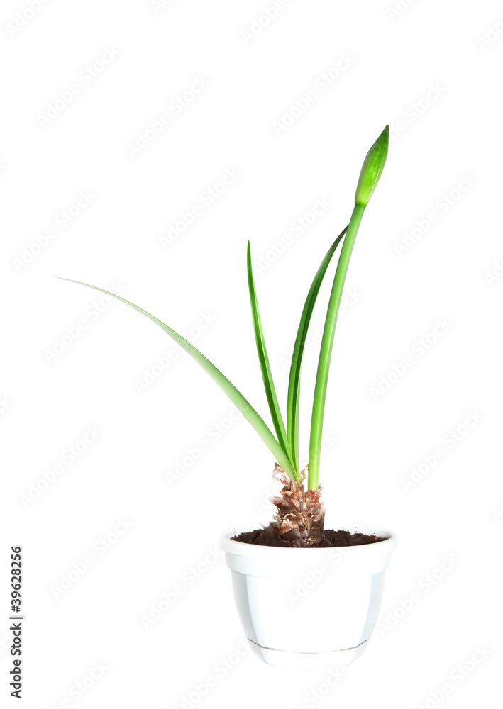 Fototapeta premium Hippeastrum.