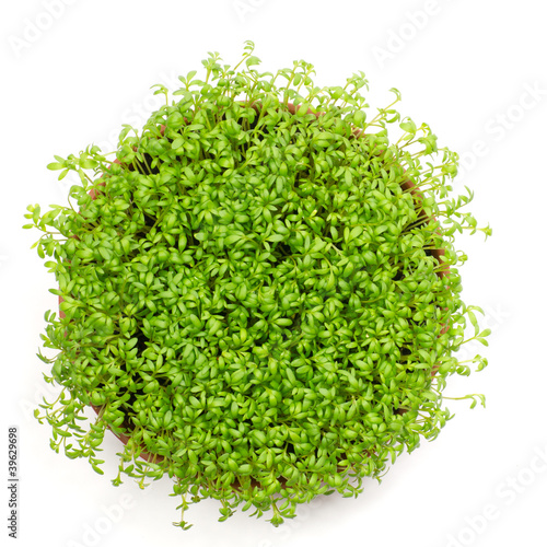 Fresh green watercress isolated on white background, top view