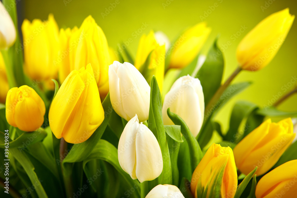 Yellow and white tulips isolated on green background Yellow and white tulips isolated on green background