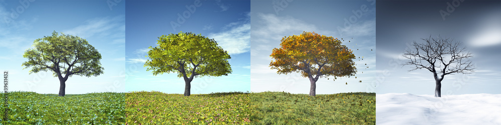 four seasons tree - obrazy, fototapety, plakaty 