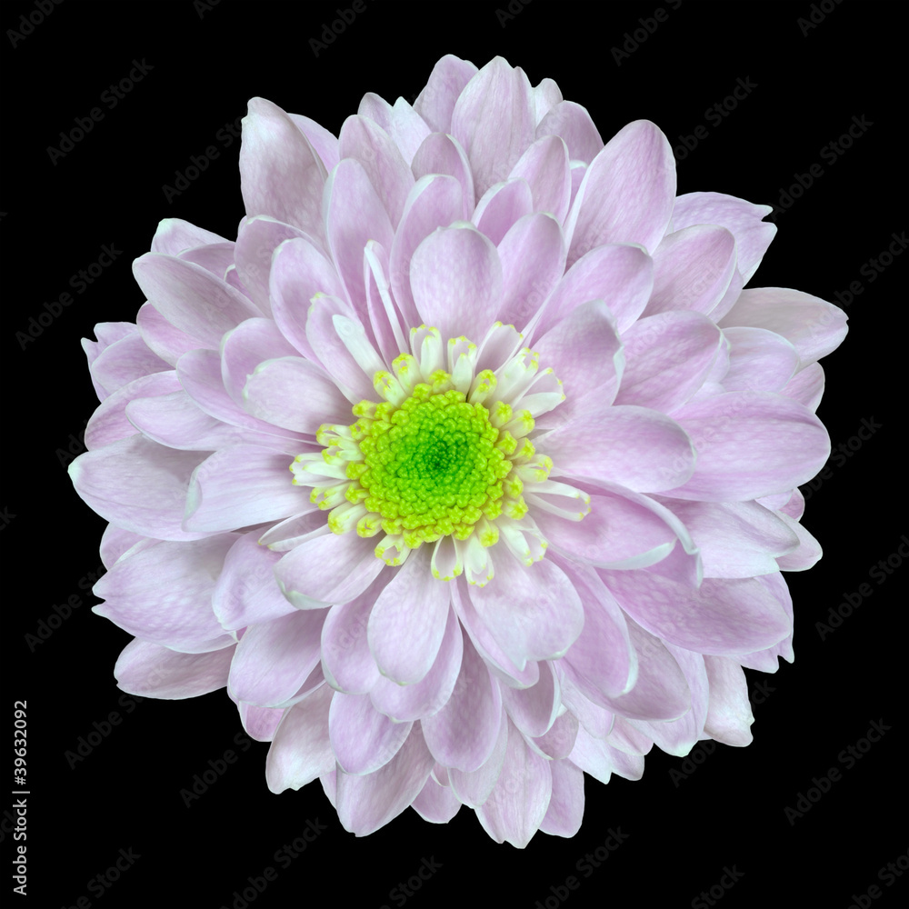 Pink Dahlia Flower with Lime Center Isolated on Black