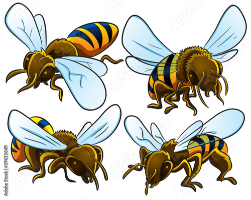 Bees Collection