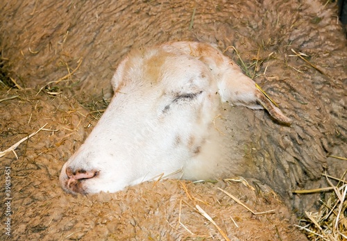 mouton dormant sur son congénère lors d'un salon agricole photo